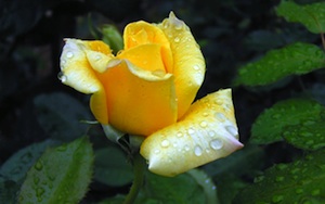 Image of yellow roase